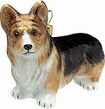 Welsh Corgi Pembroke Tri Color